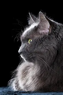 Smokey: Domestic gray, long-haired cat named Smokey