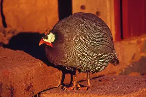 Meleagris: Domestic Guinea Fowl