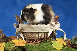 Porcellus: Domestic Guinea pig in a basket in studio