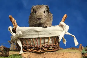 Porcellus: Domestic Guinea pig in a basket in studio