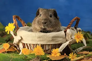 Studios: Domestic Guinea pig in a basket in studio