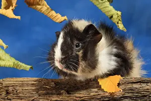 Tissue: Domestic Guinea pig in a decoration