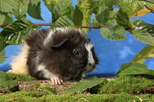 Porcellus: Domestic Guinea pig in a decoration