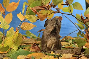 Studios: Domestic Guinea pig in a decoration