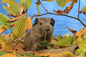 Studios: Domestic Guinea pig in a decoration
