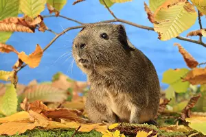 Studios: Domestic Guinea pig in a decoration