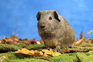 Porcellus: Domestic Guinea pig in a decoration in studio