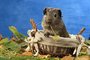Studios: Domestic Guinea pig eating a flower in a basket