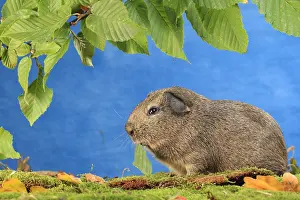 Porcellus: Domestic Guinea pig eating a leaf in a decoration