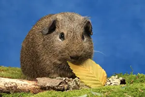 Porcellus: Domestic Guinea pig eating a leaf in a decoration