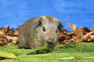 Studios: Domestic Guinea pig eating a leaf in a decoration