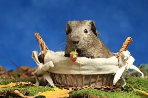 Strawberries: Domestic Guinea pig eating a strawberry in a basket