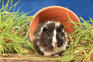 Tools: Domestic Guinea pig in a flower pot in a decoration