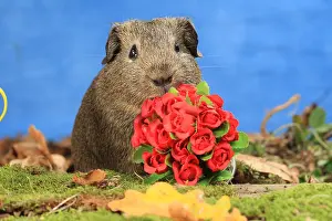Bouquets: Domestic Guinea pig with flowers in a decoration