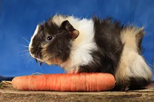 Carota: Domestic Guinea pig near a carrot in a decoration