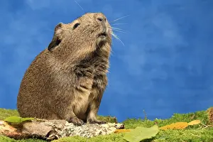Porcellus: Domestic Guinea pig smelling the air in a decoration