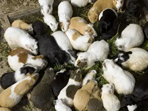 Porcellus: Domestic Guinea Pigs eating in a cage Lima Peru