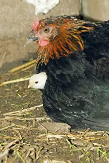 Agricuture: Domestic Hen - brooding chick under feathers - in hen shed