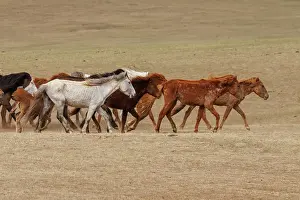 Jeune: DOMESTIC HORSE