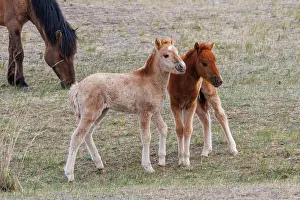 Jeune: DOMESTIC HORSE