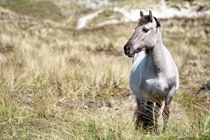 Primitive: Horse