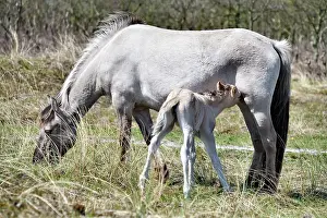 Primitive: Horse