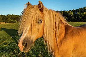 Usedom: Domestic horse (Equus caballus) in a meadow, animal
