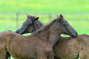 Foal: Domestic horse, two foal on the pasture