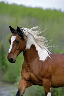 Blaze: Domestic Horse Pinto Gelding