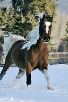 Blaze: Domestic Horse - Pinto Gelding gallopingSin snow