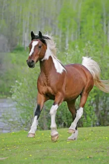 Geldings: Domestic Horse Pinto Gelding running in meadow