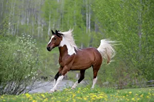Geldings: Domestic Horse Pinto Gelding running in meadow