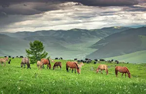 Orkhon: Domestic Horses (Equus ferus caballus) in summer