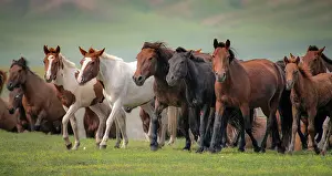 Orkhon: Domestic Horses (Equus ferus caballus) in summer