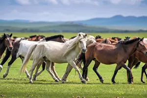 Orkhon: Domestic Horses (Equus ferus caballus) in summer