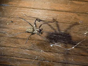 Cobwebs: Domestic House Spider