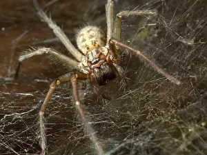 Cobwebs: Domestic House Spider