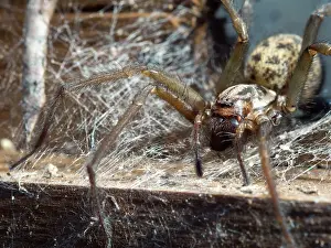 Cobwebs: Domestic House Spider