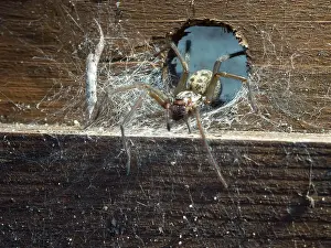 Cobwebs: Domestic House Spider