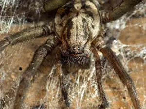 Cobwebs: Domestic House Spider