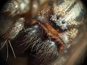 Cobwebs: Domestic House Spider