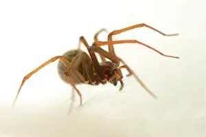 Spiderweb: Domestic House Spider