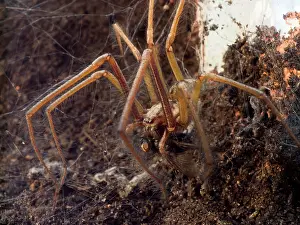Funnel: Domestic House Spider Barn Funnel Weaver feeding on fly