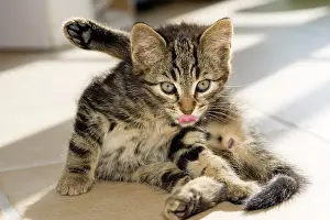 Cleans: Domestic kitten cleaning itself, Germany, Europe