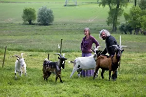 Owners: Domestic Livestock - couple with male goats in meadow