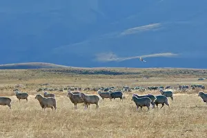 Merino: Domestic Merino Sheep
