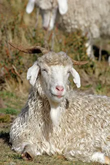 Merino: Domestic Merino Sheep