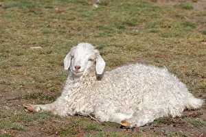 Merino: Domestic Merino Sheep