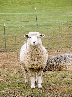 Herbivorous: Domestic mixed-breed dairy sheep