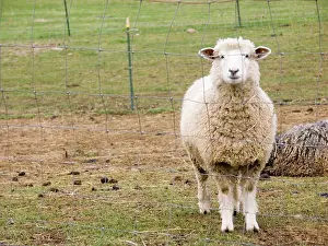 Herbivorous: Domestic mixed-breed dairy sheep